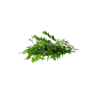 Curry Leaves Pieces