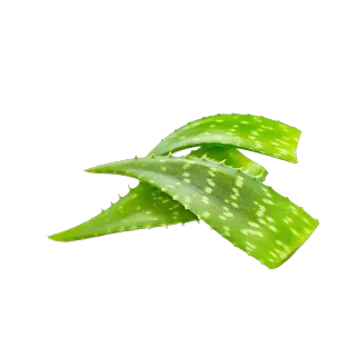 الألوة فيرا 1 كجم