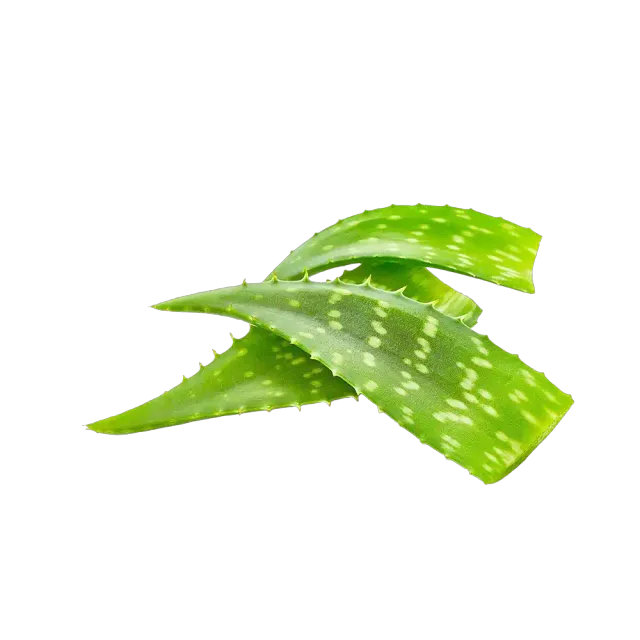 الألوة فيرا 1 كجم