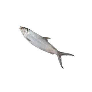 Fresh Milkfish Small per kg