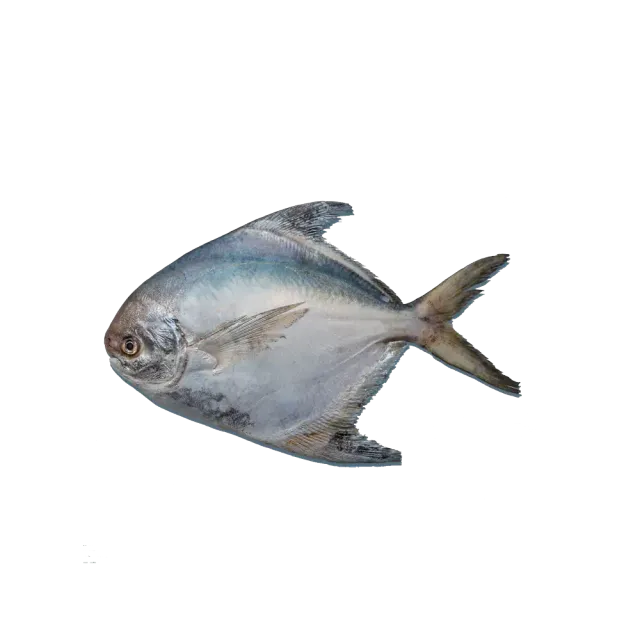 Fresh White Silver Pomfret 500 g approx.