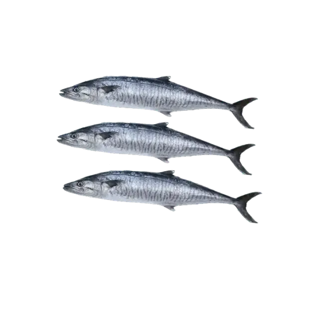 Fresh King Fish Whole Cleaned 6 kg