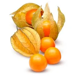 فروتيرييس فيزاليس هولند