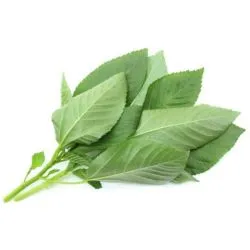 Mulokhia (Pack)