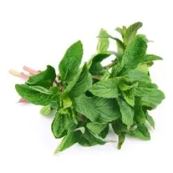 Mint Herbs Kuwaiti