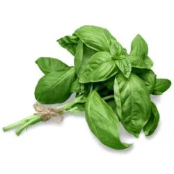 Herbs Basil Kuwait