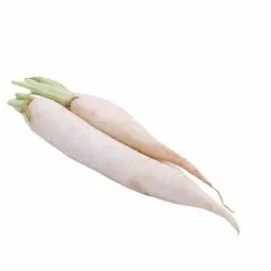 فجل ابيض طويل