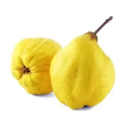سفرجل تركيا