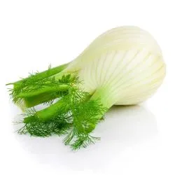 Fennel Holland