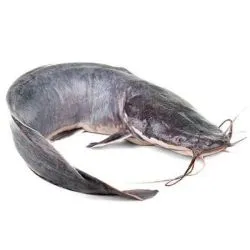 Egyptian Chilled Cat Fish-Karamit