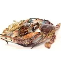 Chilled Crab Saudi