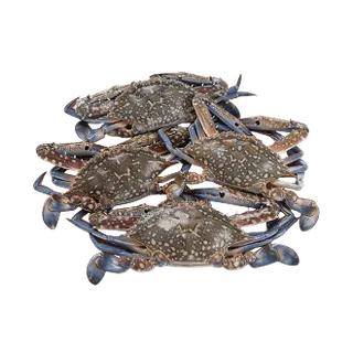 Chilled Crab Saudi