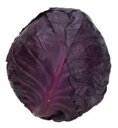 Earth Red Cabbage