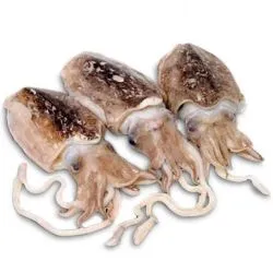 Cuttlefish Saudi