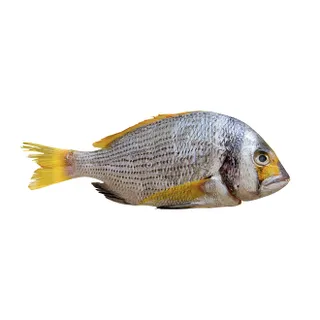 Fasker Fish Kuwait
