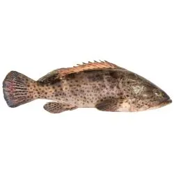 Grouper Fish (Balool) Kuwait