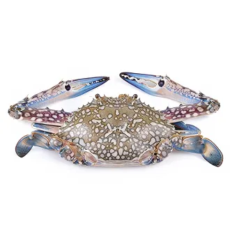 Crab (Gobgob) Kuwait