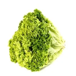 Lettuce Lollo Bionda