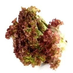Lettuce - Lollo Rossa