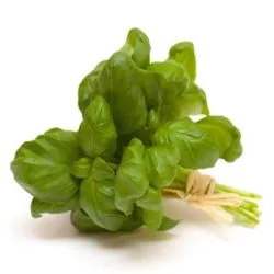 Basil Holland