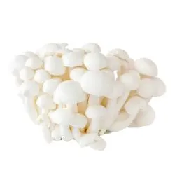 Everlife White Shimeji Mushroom Holland