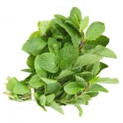 Mint Herb Saudi