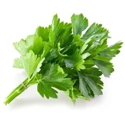 Herbs Coriander Big Bunch- Kuwait