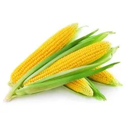ذرة حلوة