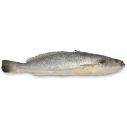 Lout Fish Egypt