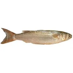سمك طوبار - مصري