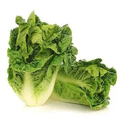 Little Gem Lettuce Spain