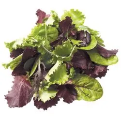 Desert Life Lettuce Mix Kuwaiti