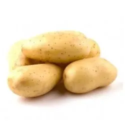 بطاطس مصر