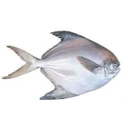 سمك الزبيدي (صغير) إيران