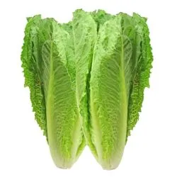 Lettuce Romana