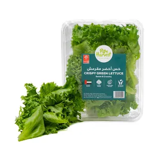Pure Harvest Crispy Green Lettuce