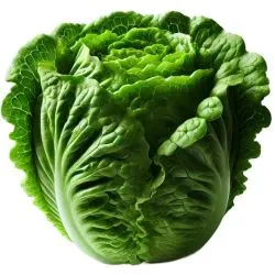 La Farm Lettuce Cos Fiyonk- green