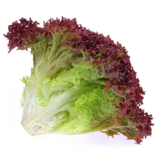 Lettuce Lollo Rosso Kuwait