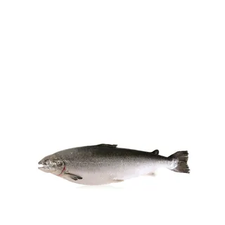 Irish Organic Whole Salmon
