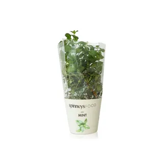 Spinneysfood Mint Plant