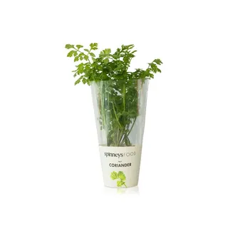 Spinneysfood Coriander Plant