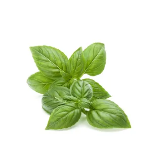 Basil Plant UAE