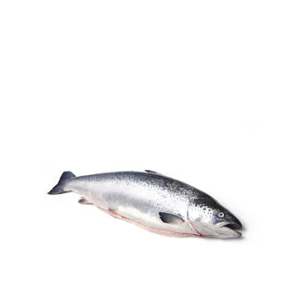 Norwegian Whole Salmon