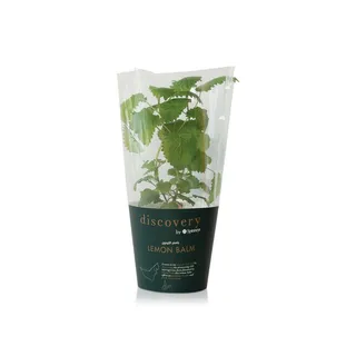 Discovery by Spinneys Lemon Balm Plant