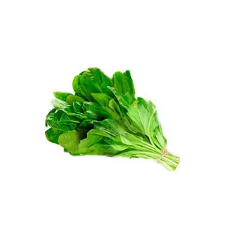 ثمرة سالاك قطر