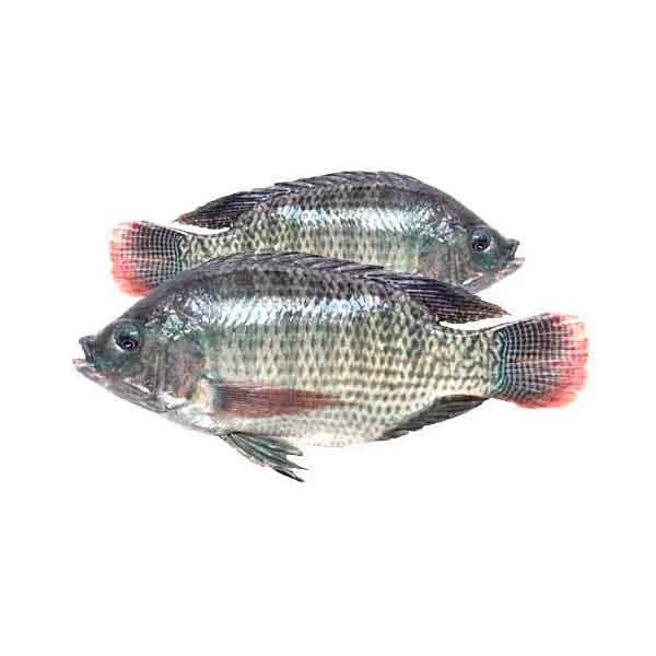 Tilapia Fresh Bigs 500 g