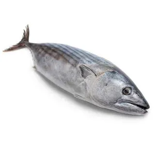 تونة كبيرة 1 كجم