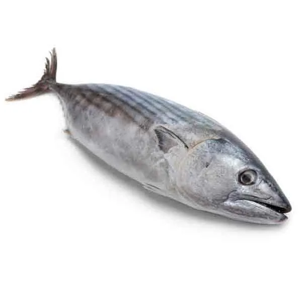 تونة كبيرة 1 كجم
