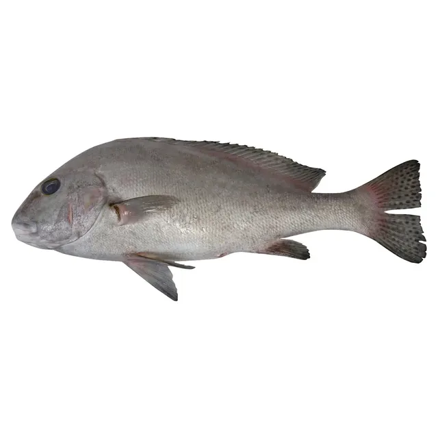 سمك نقر أبيض كبير قطر 1 كجم
