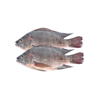 Tilapia Fish Doha 1kg
